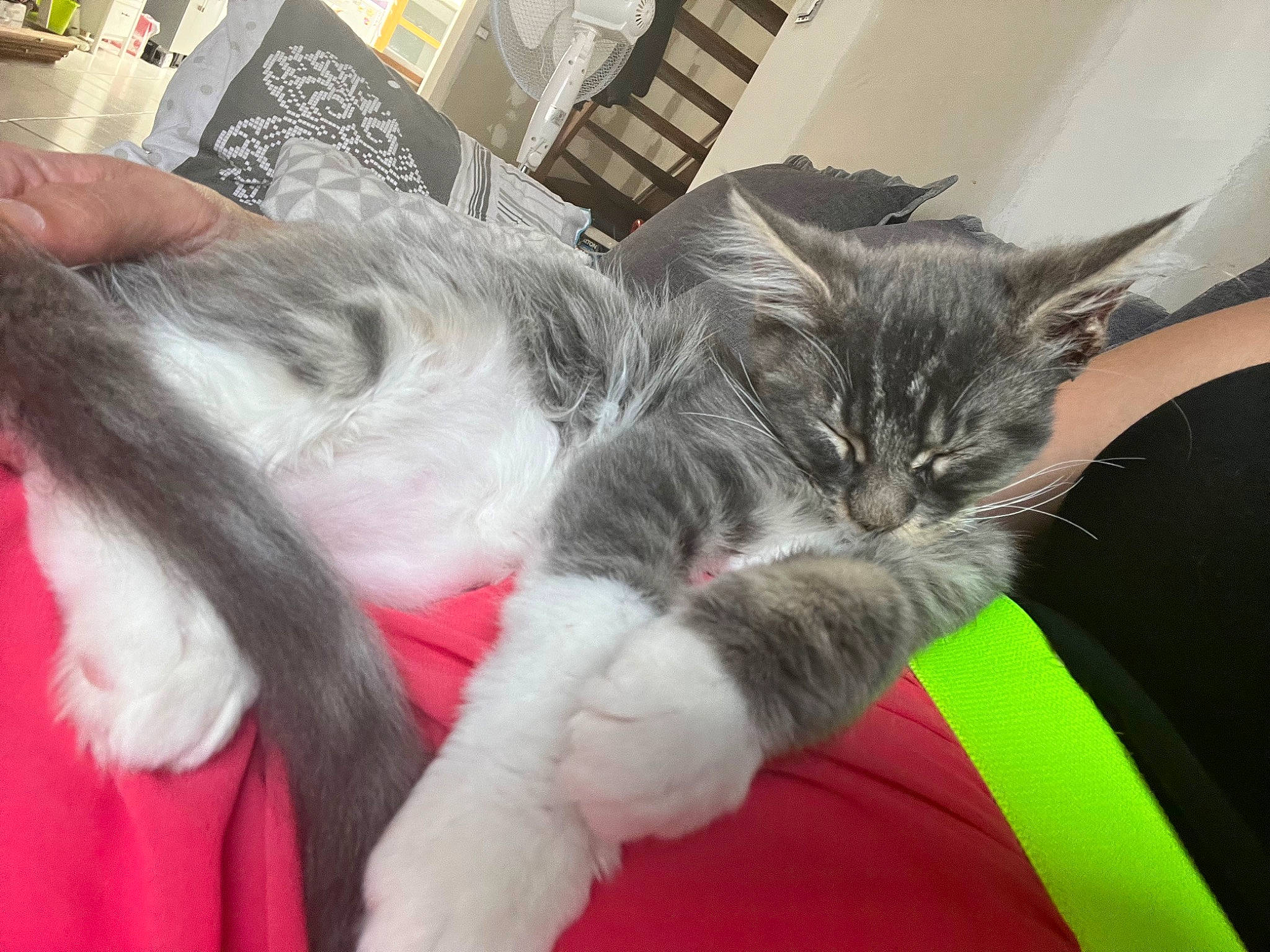 Thanos a rejoint le concours — aidez-le/la à gagner de superbes lots ! carnivore, cat, claw, comfort, companion_dog, domestic_short_haired_cat, ear, eye, felidae, foot, fur, lap, mammal, nap, paw, small_to_medium_sized_cats, snout, tail, whiskers