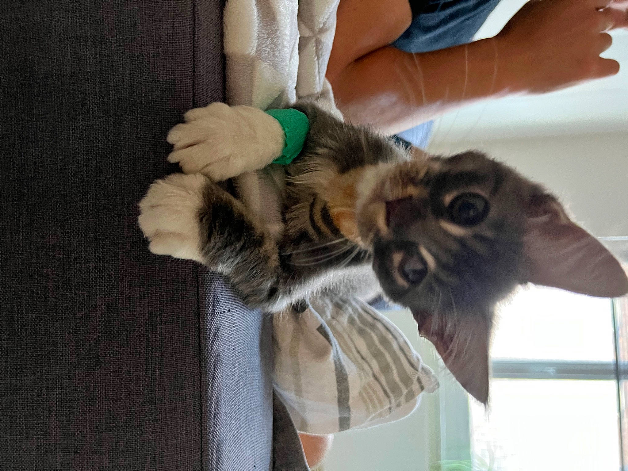 Thanos a rejoint le concours — aidez-le/la à gagner de superbes lots ! canidae, carnivore, cat, claw, companion_dog, dog_breed, domestic_short_haired_cat, fawn, felidae, finger, fur, hand, liver, nail, small_to_medium_sized_cats, sporting_group, tail, thumb, whiskers, wrist