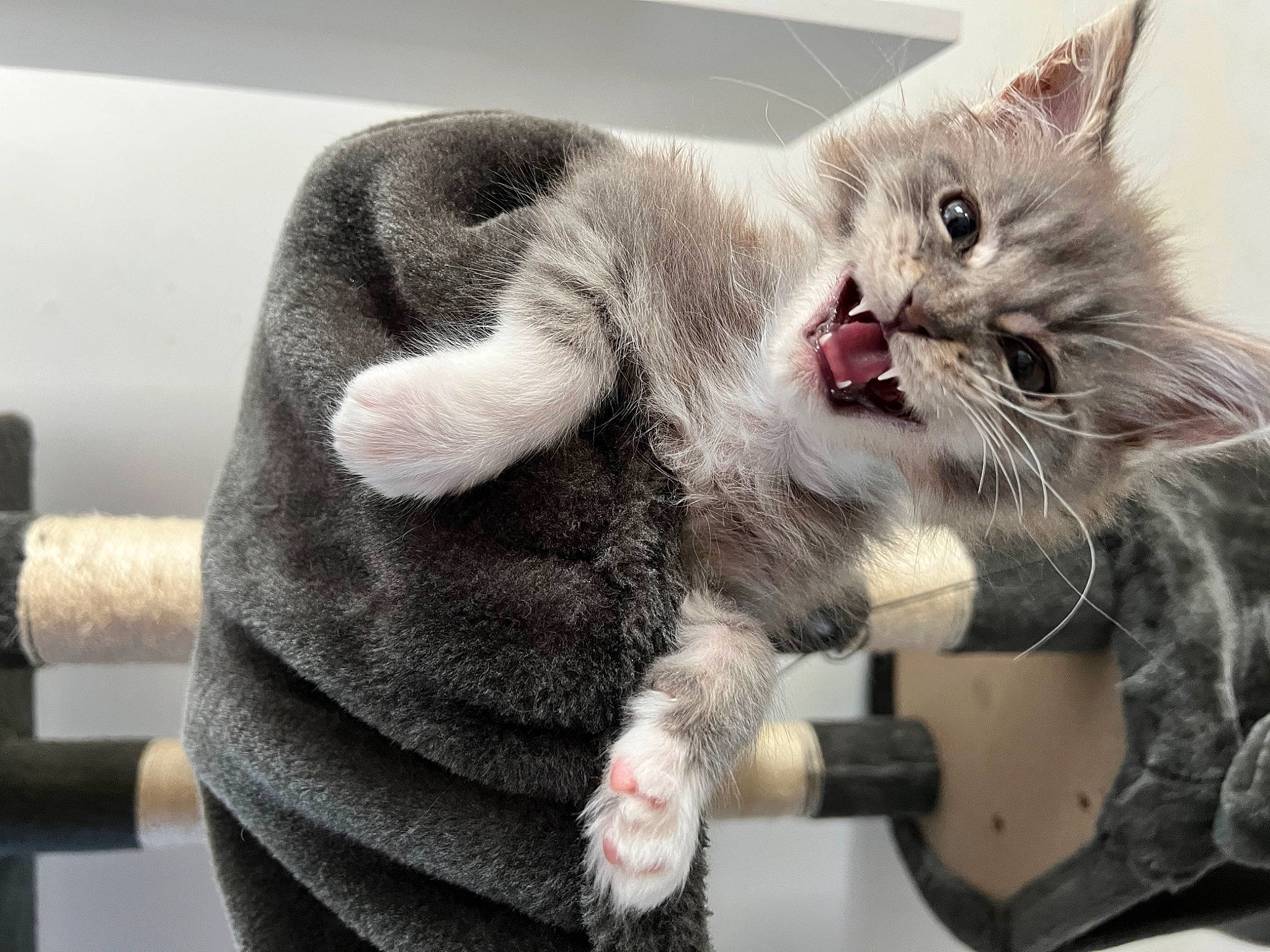 Thanos participe au concours pour gagner de l'argent avec cette photo : carnivore, cat, cat_supply, claw, collar, comfort, domestic_short_haired_cat, fang, felidae, fur, gesture, grey, paw, small_to_medium_sized_cats, snout, tail, whiskers, yawn