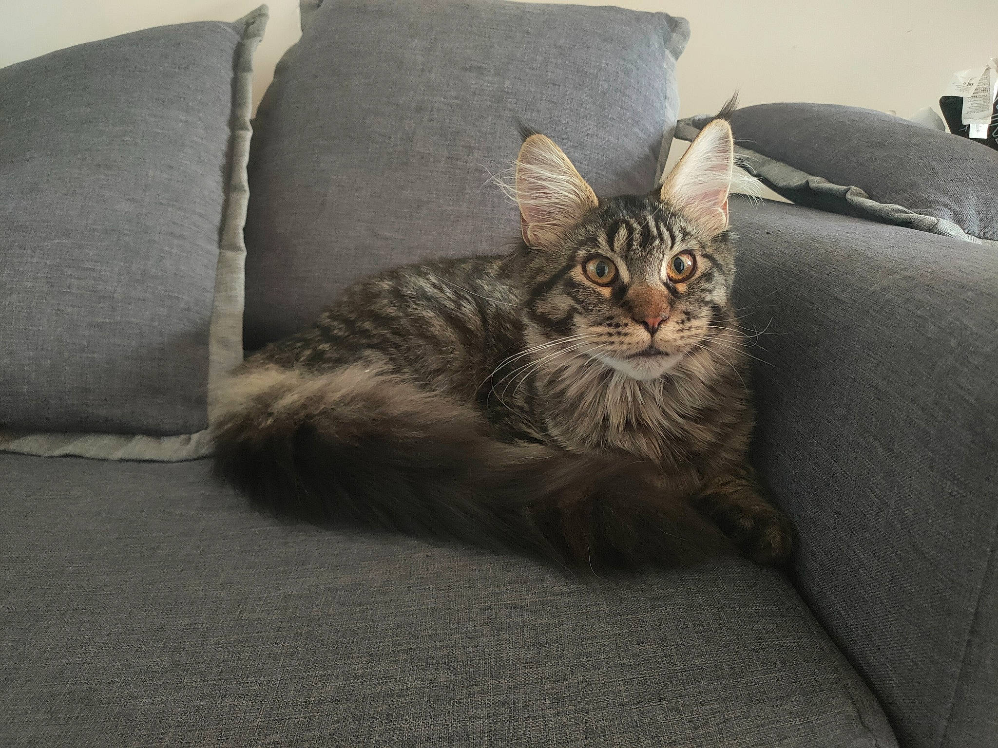 Rockette a rejoint le concours — aidez-le/la à gagner de superbes lots ! carnivore, cat, comfort, couch, domestic_short_haired_cat, eye, felidae, flooring, fur, grey, linens, living_room, paw, plant, sitting, small_to_medium_sized_cats, snout, tail, tree, whiskers