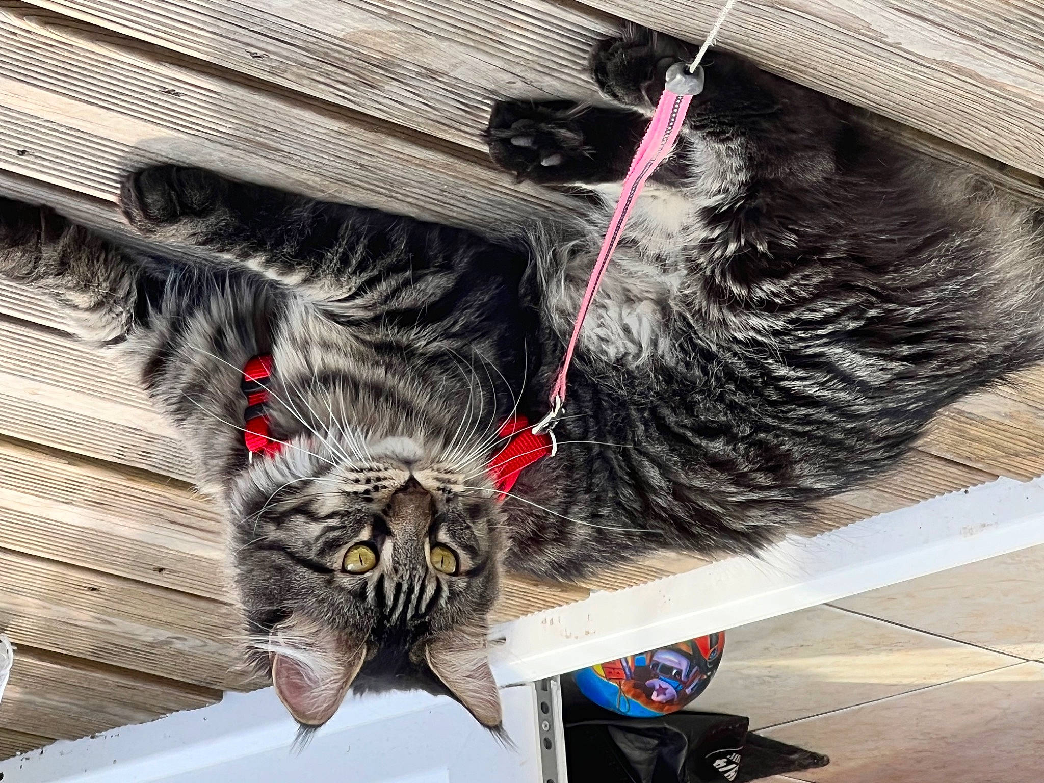 Rockette participe au concours pour gagner de l'argent avec cette photo : black_cat, carmine, carnivore, cat, claw, domestic_short_haired_cat, felidae, fur, grey, human_leg, metal, paw, small_to_medium_sized_cats, snout, sporting_group, tail, visual_arts, whiskers, wire