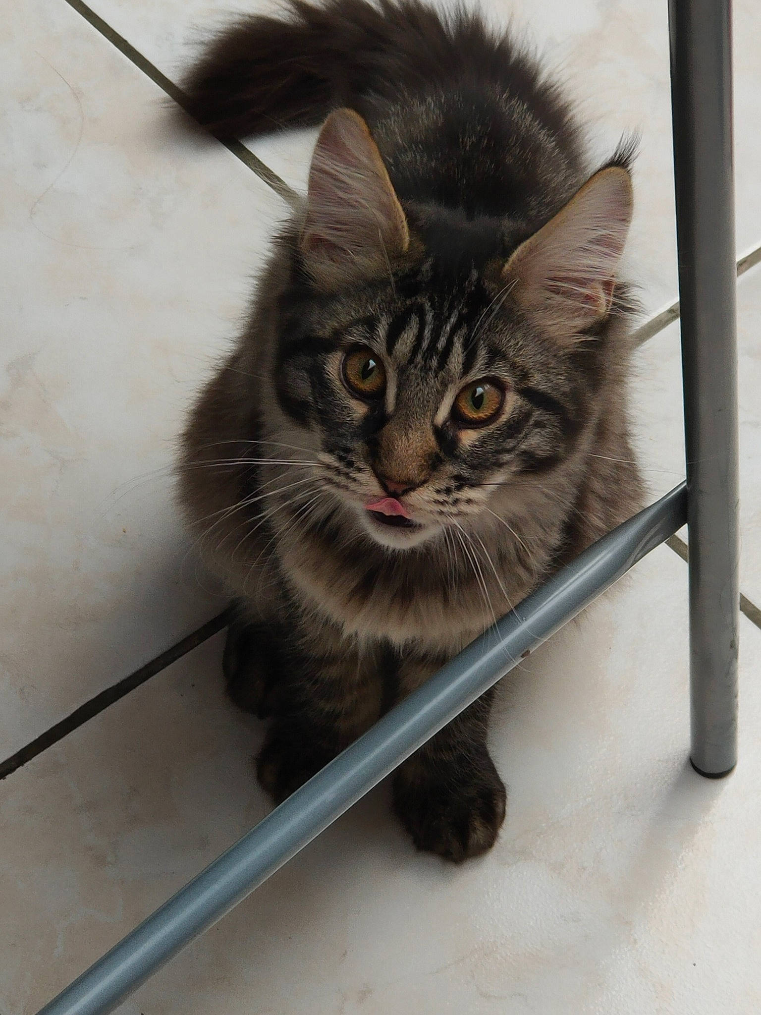 Rockette participe au concours pour gagner de l'argent avec cette photo : animal_shelter, box, carnivore, cat, claw, domestic_short_haired_cat, felidae, fur, maine_coon, major_appliance, metal, paw, pet_supply, photo_caption, refrigerator, small_to_medium_sized_cats, snout, tail, terrestrial_animal, whiskers