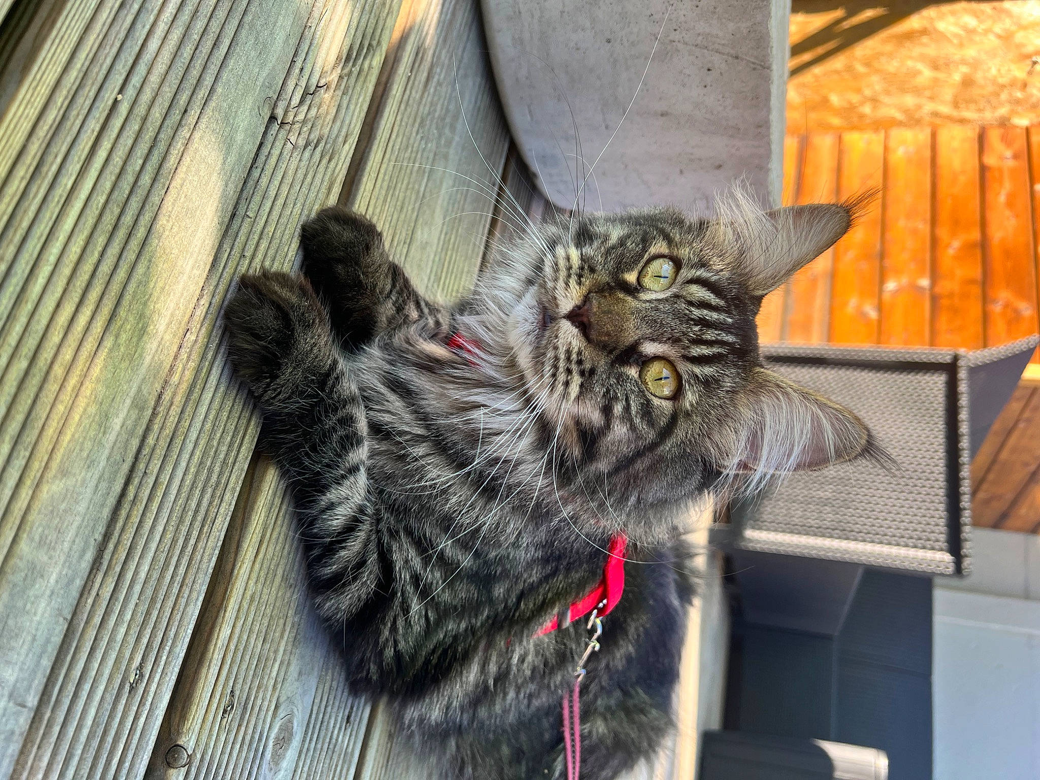 Rockette participe au concours pour gagner de l'argent avec cette photo : black_cat, carnivore, cat, claw, domestic_short_haired_cat, felidae, flooring, fur, gesture, grey, paw, small_to_medium_sized_cats, tail, terrestrial_animal, whiskers, wood
