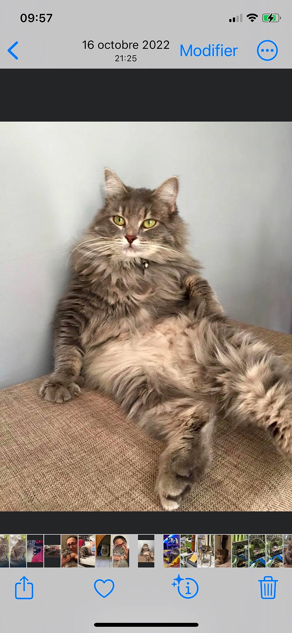 Irka participe au concours pour gagner de l'argent avec cette photo : british_longhair, carnivore, cat, felidae, fur, maine_coon, monochrome_photography, sitting, small_to_medium_sized_cats, snout, terrestrial_animal, whiskers