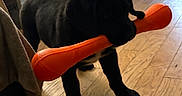 Cooper is registered to the contest to win money with this photo: puppy, dog, black_dog, toy, orange_toy, bone_shaped_toy, wooden_floor, indoor, pet_crate, blanket, furniture, table, playful, pet, canine, young_dog, animal, household, domestic, flooring