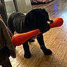 puppy, dog, black_dog, toy, orange_toy, bone_shaped_toy, wooden_floor, indoor, pet_crate, blanket, furniture, table, playful, pet, canine, young_dog, animal, household, domestic, flooring