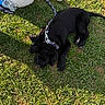 puppy, dog, black_dog, grass, leash, rope, bucket, water_bottle, shoe, outdoor, animal, pet, sleeping, sunlight, greenery, grass_field, resting, collar, canine, nature
