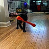 puppy, dog, toy, orange_toy, wooden_floor, indoor, pet_crate, aquarium, fish_tank, pet_accessories, black_dog, playful, flooring, cabinet, blanket, plastic_bucket, pet_bowl, home_interior, animal, pet