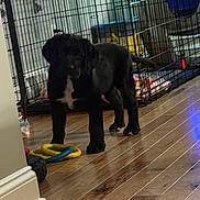 Cooper joined the competition — help win amazing prizes! puppy, black_dog, indoor, wooden_floor, pet_crate, toy, floor, curious, animal, pet, young_dog, furniture, household, playful, domestic, canine, standing, indoor_lighting, flooring, cage