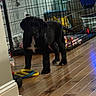 puppy, black_dog, indoor, wooden_floor, pet_crate, toy, floor, curious, animal, pet, young_dog, furniture, household, playful, domestic, canine, standing, indoor_lighting, flooring, cage