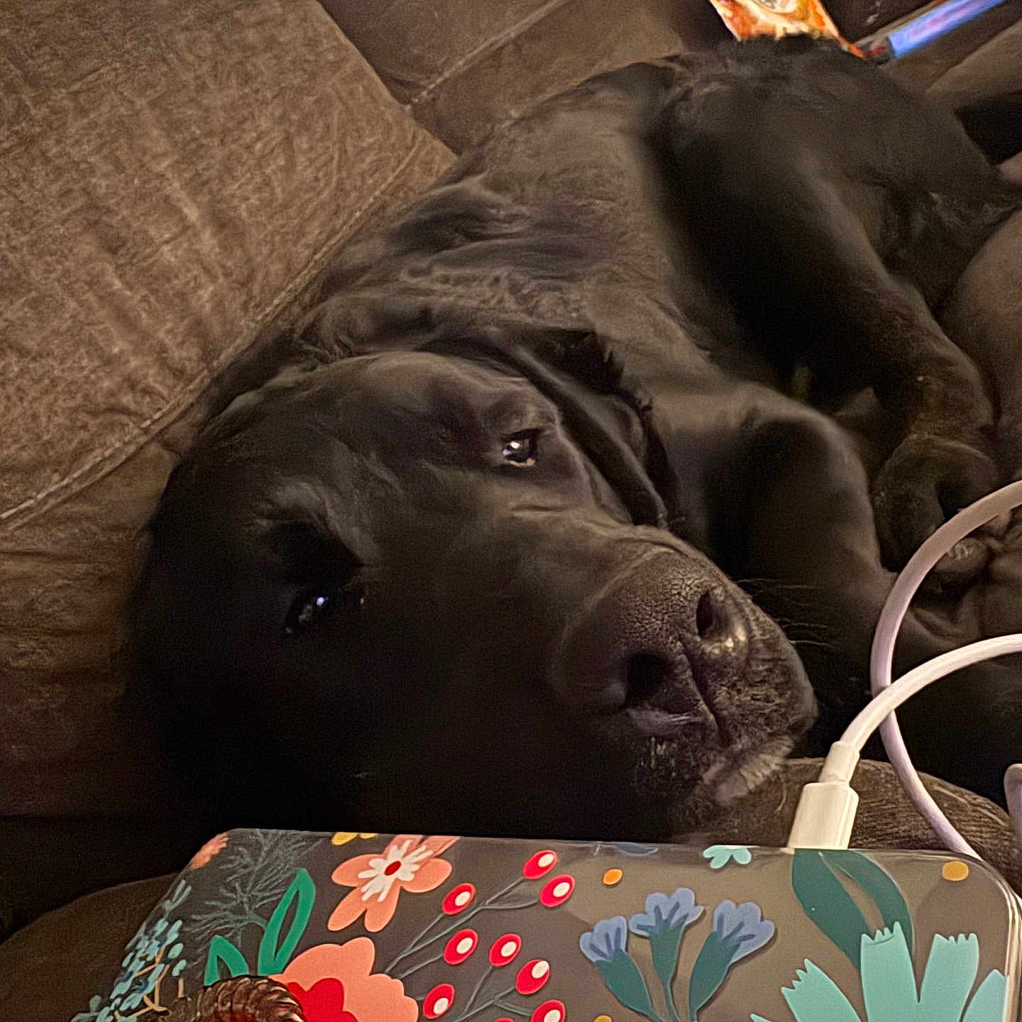 Cooper