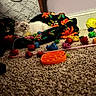 Blueberry is registered to the contest to win money with this photo: cat, fluffy_cat, white_cat, blanket, floral_pattern, carpet, toys, colorful, fuzzy_toys, soft_lighting, indoor, playful, cozy, pet, animal, relaxed, floor, room, decor, comfort