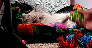 Blueberry is registered to the contest to win money with this photo: animal, blanket, carpet, cat, colorful, cozy, curious, cute, decorations, feline, fluffy, hand, indoor, nest, peeking, pet, playful, resting, soft, toy