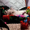 Blueberry is registered to the contest to win money with this photo: cat, pet, fluffy, blanket, colorful, toy, hand, carpet, indoor, cozy, peeking, curious, decorations, playful, feline, animal, resting, soft, nest, cute