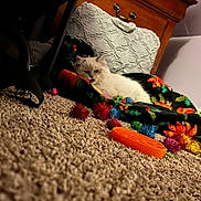Blueberry joined the competition — help win amazing prizes! cat, white_cat, carpet, blanket, colorful, toys, fuzzy_toys, orange_toy, wooden_furniture, nightstand, pillow, indoor, cozy, resting, pet, animal, holiday_pattern, colorful_toys, floor, relaxed