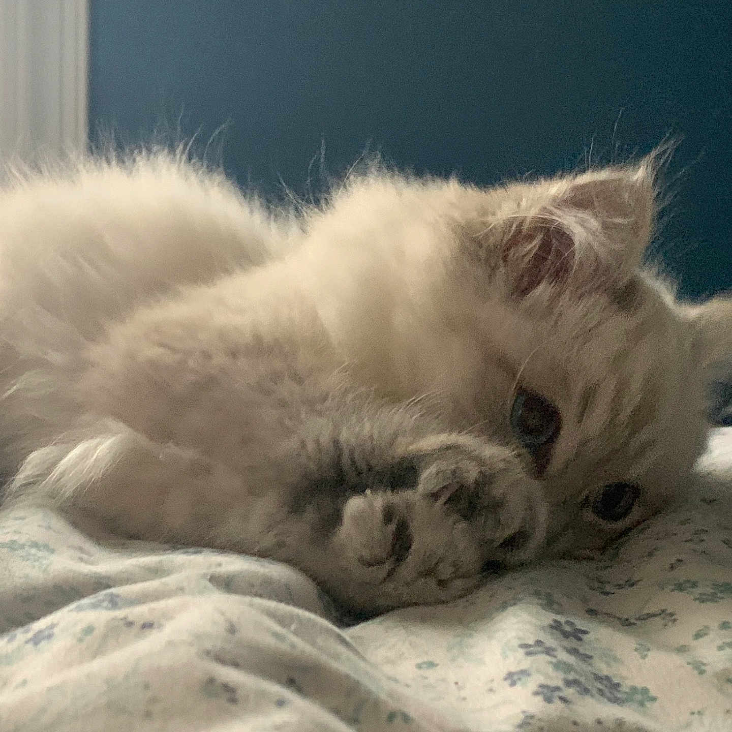 Blueberry