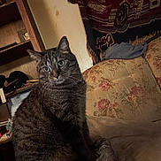 Diego is registered to the contest to win money with this photo: cat, tabby_cat, pet, indoor, couch, cushion, blanket, wall, furniture, floral_pattern, green_eyes, sitting, looking, cozy, vintage, home, shelf, decor, animal, feline