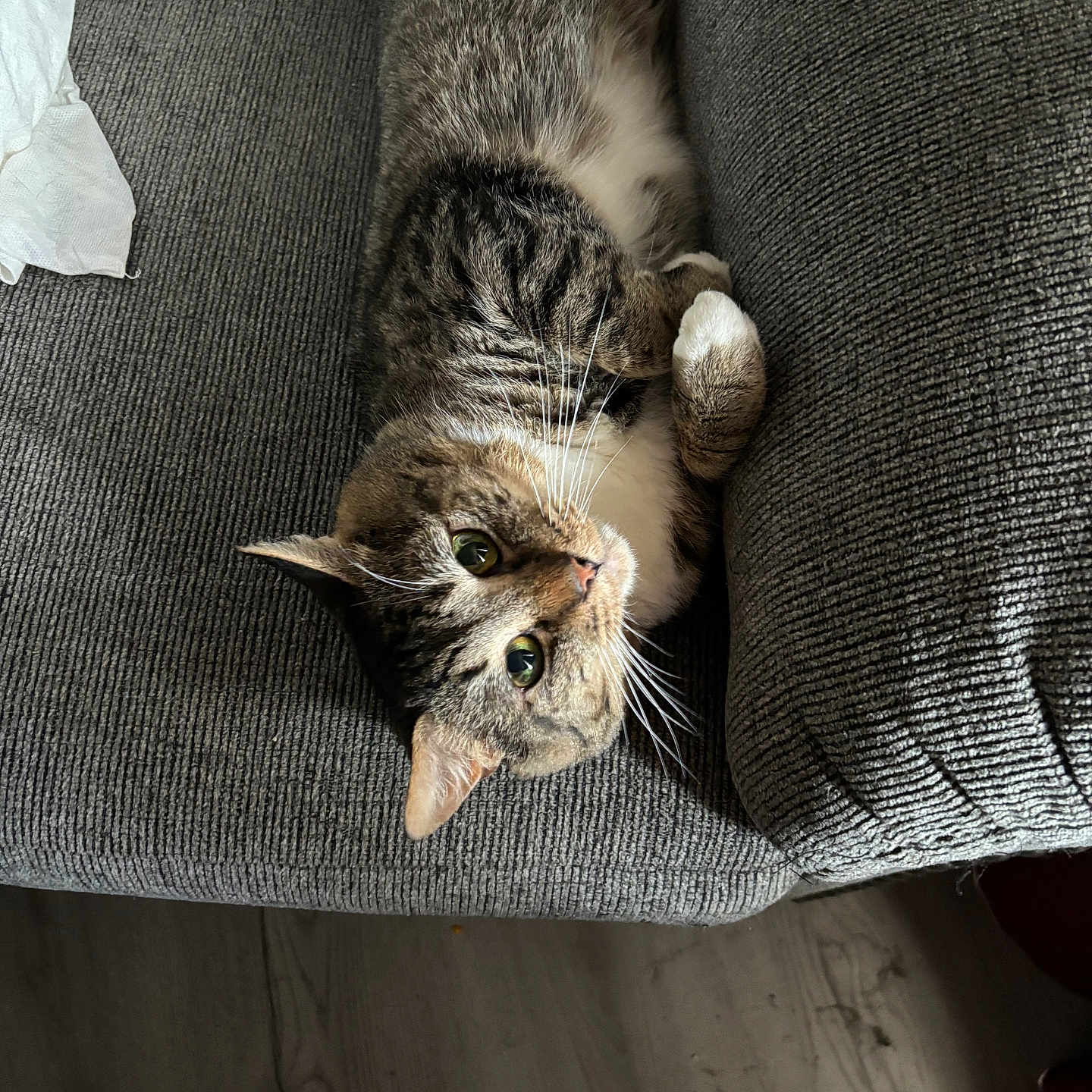 Louie is registered to the contest to win money with this photo: animal, cat, comfortable, couch, cozy, curious, cute, domestic, feline, fur, gray, green_eyes, home, indoor, laying, paw, pet, relaxed, tabby, whiskers