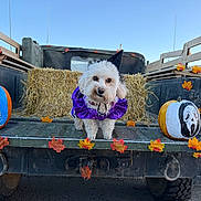 Eira joined the competition — help win amazing prizes! animal, autumn_leaves, blue_sky, costume, cute, decoration, dog, fall, festive, halloween, hay_bale, holiday, outdoor, painted_pumpkin, pet, pumpkin, purple_clothing, truck_bed, white_dog, witch_hat