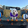 animal, autumn_leaves, blue_sky, costume, cute, decoration, dog, fall, festive, halloween, hay_bale, holiday, outdoor, painted_pumpkin, pet, pumpkin, purple_clothing, truck_bed, white_dog, witch_hat