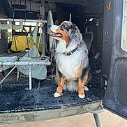 Clifford is registered to the contest to win money with this photo: dog, australian_shepherd, animal, pet, inside, vehicle, military_vehicle, canvas_seat, metal, floor, happy, looking, sitting, fur, collar, outdoor, daylight, transport, open_door, side_view