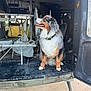 dog, australian_shepherd, animal, pet, inside, vehicle, military_vehicle, canvas_seat, metal, floor, happy, looking, sitting, fur, collar, outdoor, daylight, transport, open_door, side_view