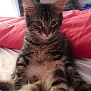 Rio a rejoint le concours — aidez-le/la à gagner de superbes lots ! carnivore, cat, claw, comfort, domestic_short_haired_cat, eye, felidae, fur, paw, sitting, small_to_medium_sized_cats, snout, tail, terrestrial_animal, whiskers