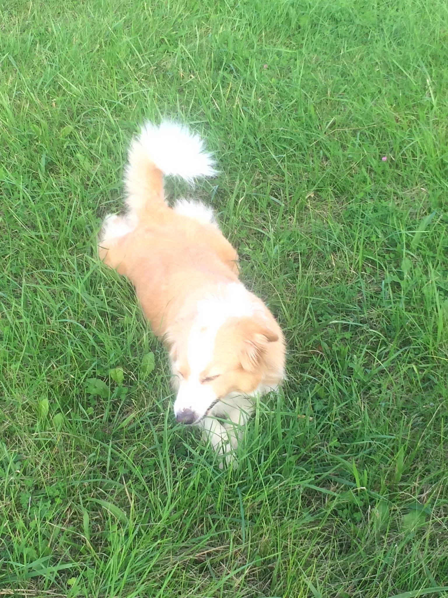 Nala a rejoint le concours — aidez-le/la à gagner de superbes lots ! canidae, carnivore, cavachon, companion_dog, dog, dog_breed, fawn, grass, plant, pomeranian, puppy, small_greek_domestic_dog, sporting_group, tail