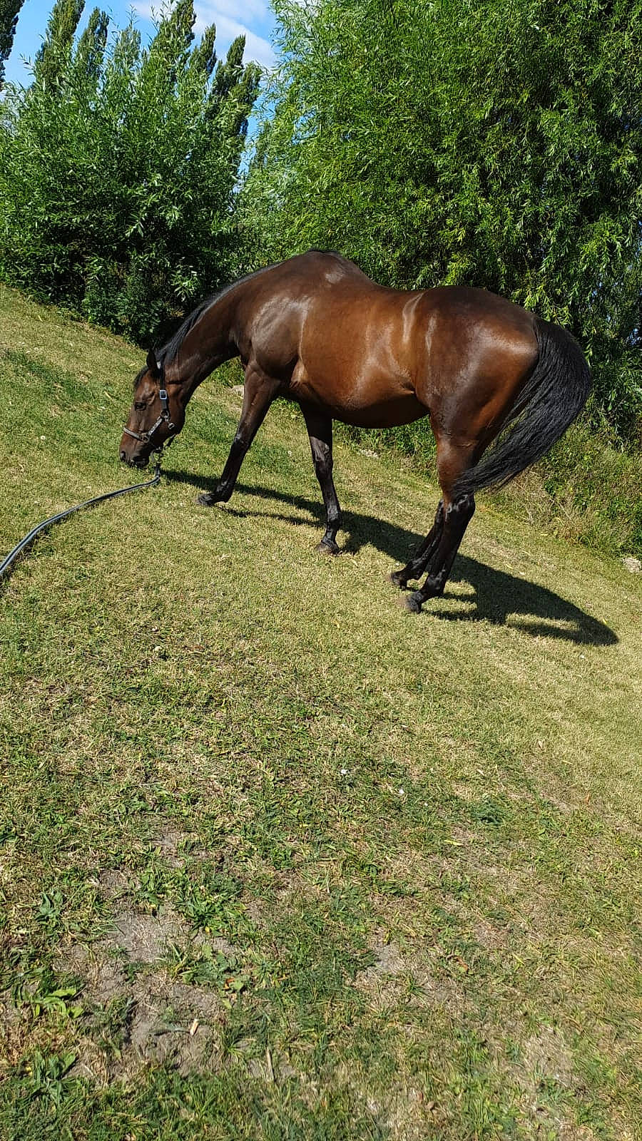 Doudou participe au concours pour gagner de l'argent avec cette photo : colt, grass, grassland, grazing, horse, liver, mane, mare, mustang_horse, organism, pasture, plant, sorrel, stallion, terrestrial_animal, tree, wildlife
