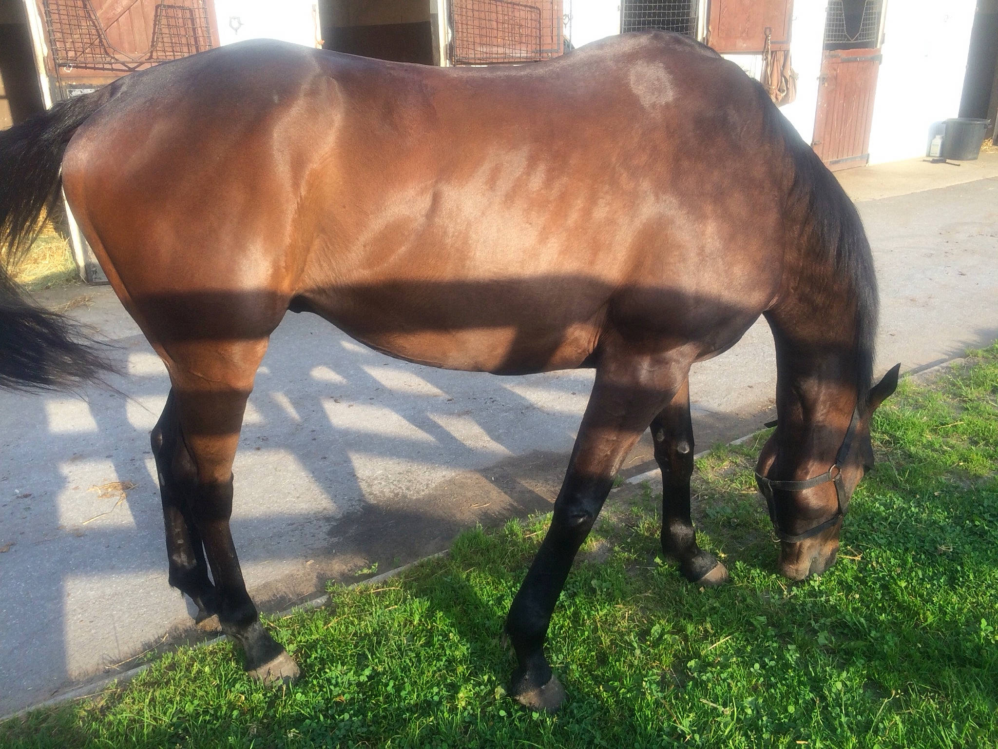 Doudou a rejoint le concours — aidez-le/la à gagner de superbes lots ! fawn, horse, horse_supplies, liver, mammal, mane, mare, mustang_horse, sorrel, stallion, vertebrate