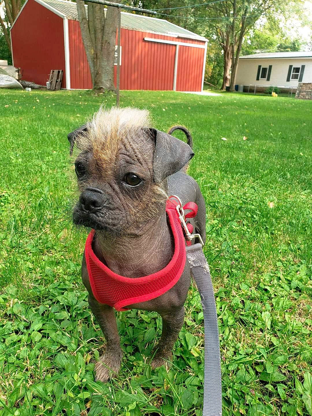 Bruno joined the competition — help win amazing prizes! carnivore, collar, companion_dog, dog, dog_breed, dog_clothes, dog_collar, fawn, grass, house, lawn_ornament, leash, mexican_hairless_dog, pet_supply, plant, snout, toy_dog, tree, whiskers, working_animal