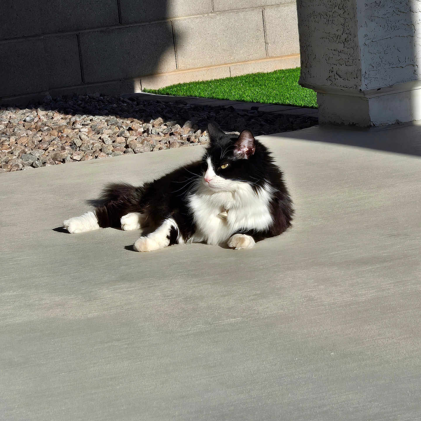 Oliver joined the competition — help win amazing prizes! animal, black_and_white, cat, concrete, daylight, ears, feline, fluffy, grass, mammal, outdoor, pet, porch, relaxing, resting, rock_garden, shadow, sunlight, wall, whiskers