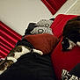 Oliver is registered to the contest to win money with this photo: black_and_white_cat, black_cushion, cat, comfort, cozy, cushion, feline, fur, home_interior, indoor, living_room, pet, red_curtains, relaxation, resting, sleeping, sofa, striped_cat, tile_floor, white_paws