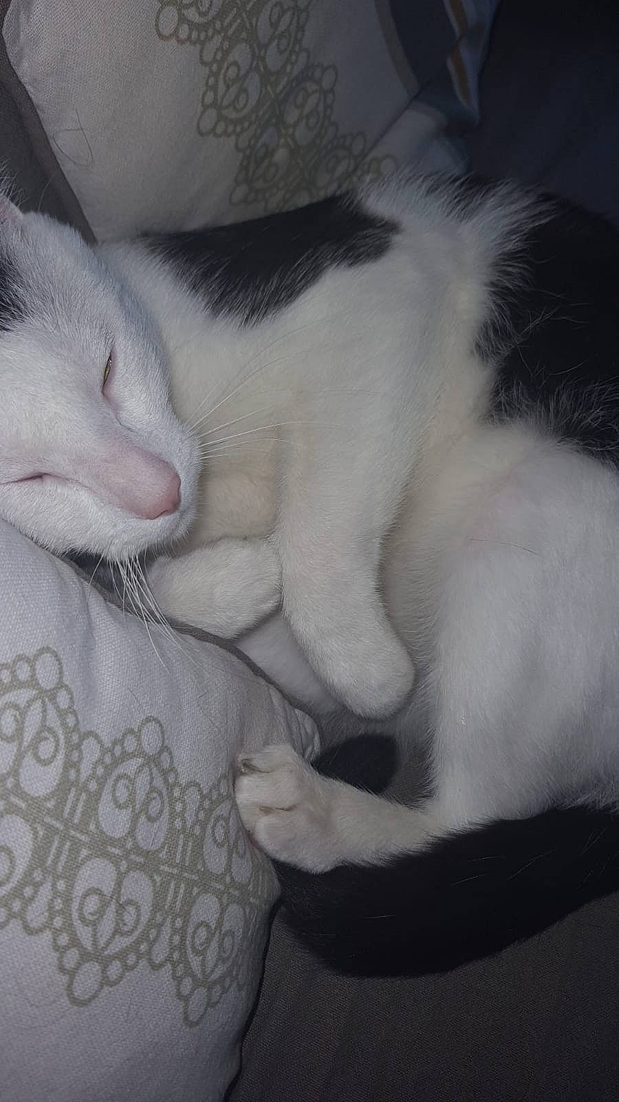 Vegeta a rejoint le concours — aidez-le/la à gagner de superbes lots ! aegean_cat, black_and_white, carnivore, cat, eye, felidae, fur, kitten, mammal, nap, nose, polydactyl_cat, skin, sleep, small_to_medium_sized_cats, snout, turkish_angora, turkish_van, whiskers, white