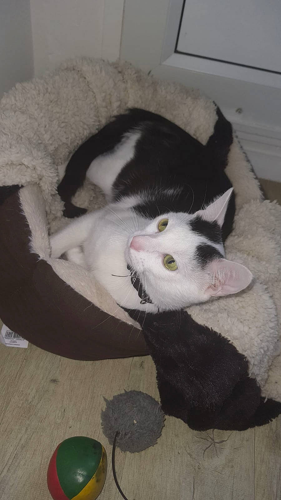 Vegeta participe au concours pour gagner de l'argent avec cette photo : carnivore, cat, domestic_short_haired_cat, felidae, fur, small_to_medium_sized_cats, tail, whiskers