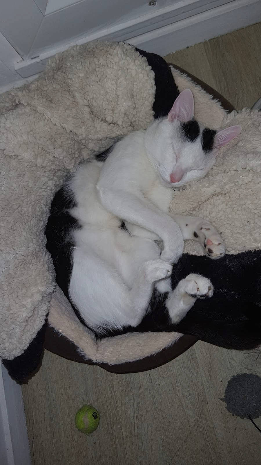 Vegeta participe au concours pour gagner de l'argent avec cette photo : carnivore, cat, felidae, kitten, mammal, small_to_medium_sized_cats, tail, turkish_van, whiskers