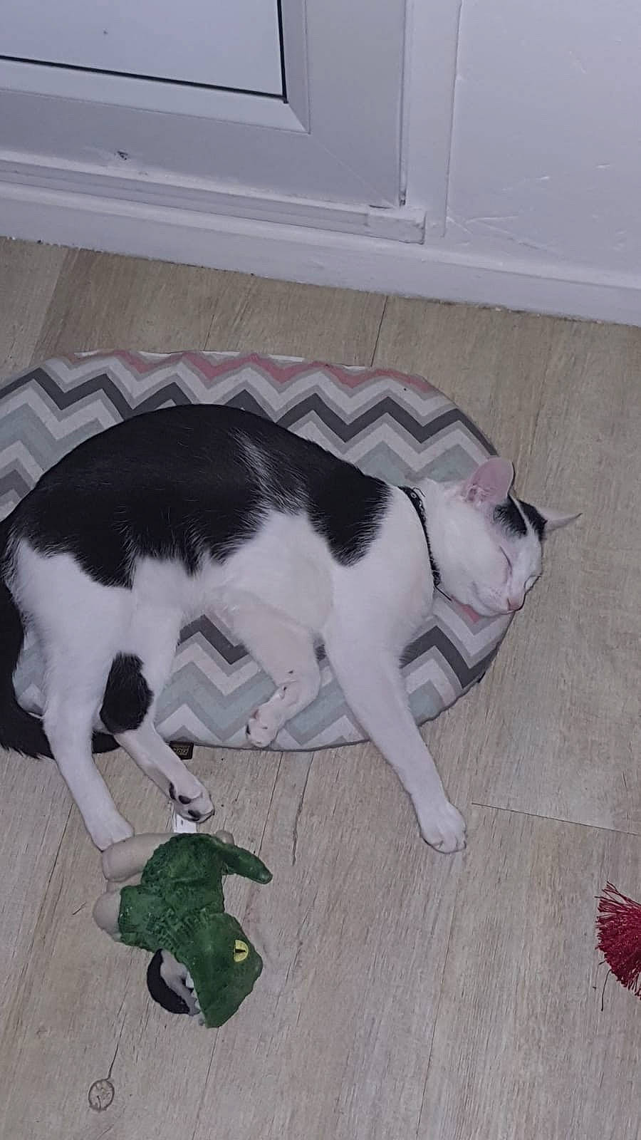 Vegeta a rejoint le concours — aidez-le/la à gagner de superbes lots ! canidae, carnivore, cat, dog_breed, felidae, floor, small_to_medium_sized_cats, sporting_group, tail, whiskers