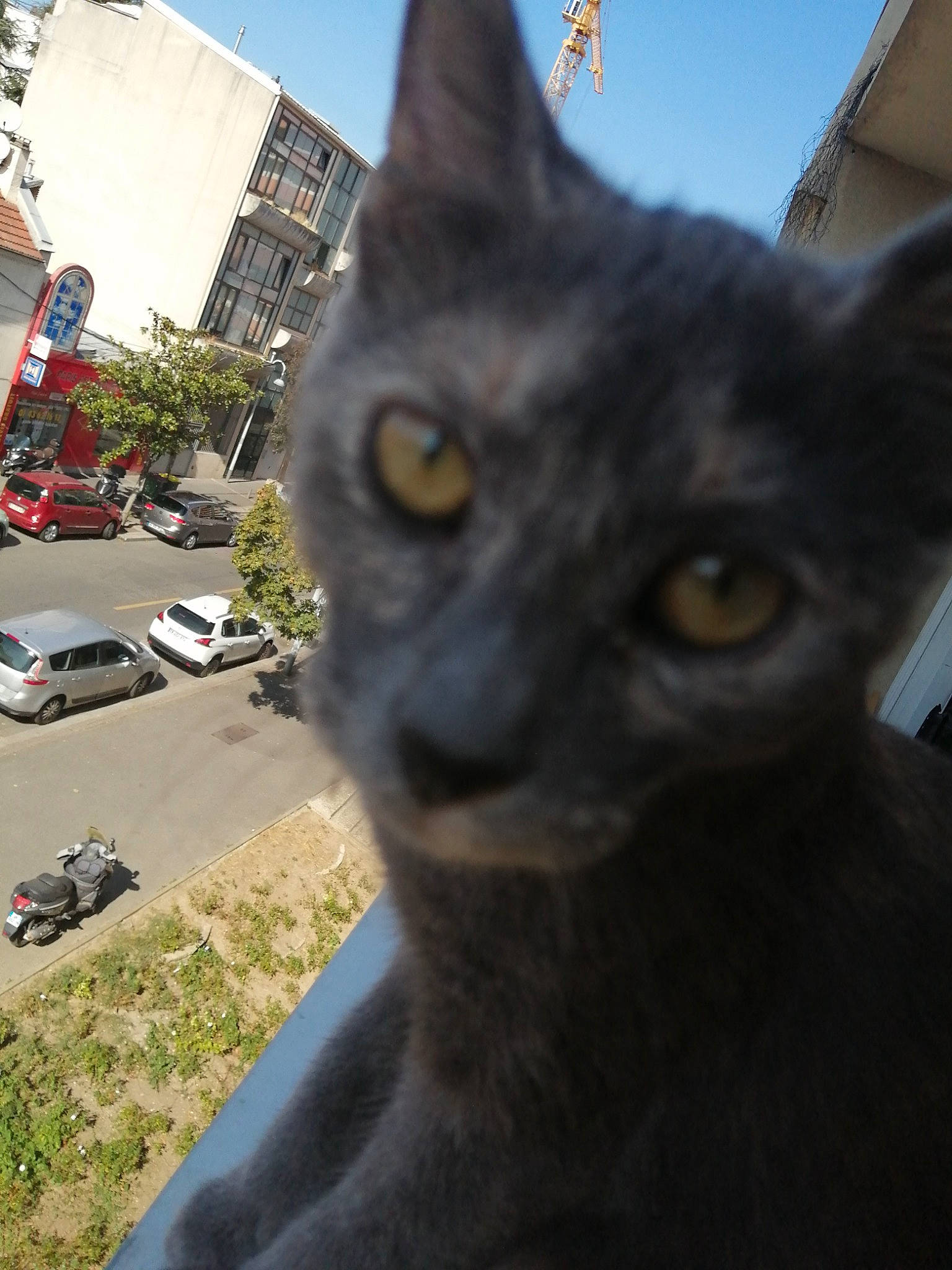 Ruby participe au concours pour gagner de l'argent avec cette photo : black_cat, carnivore, cat, domestic_short_haired_cat, ear, eye, felidae, korat, photography, plant, sky, small_to_medium_sized_cats, snapshot, snout, tree, whiskers