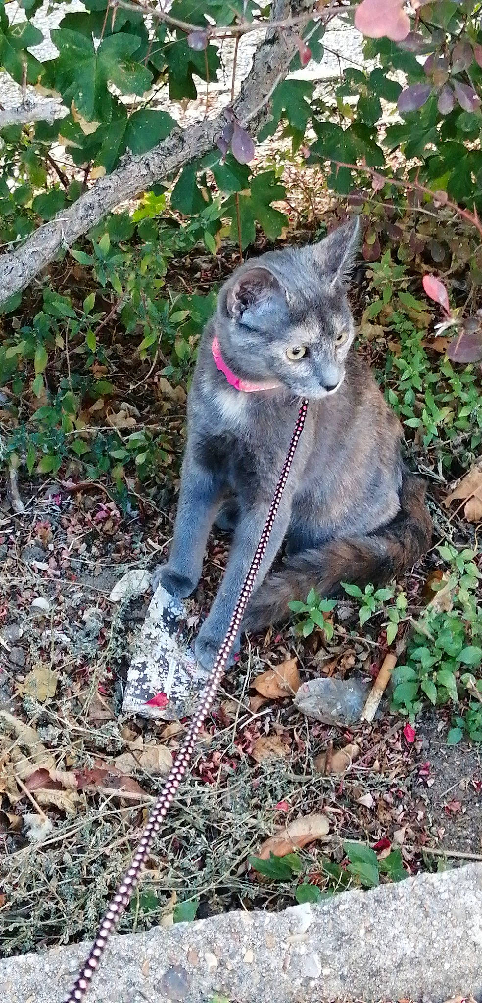 Ruby participe au concours pour gagner de l'argent avec cette photo : asian, carnivore, cat, chartreux, domestic_short_haired_cat, european_shorthair, fawn, felidae, german_rex, kitten, mammal, plant, small_to_medium_sized_cats, tree, whiskers, wild_cat