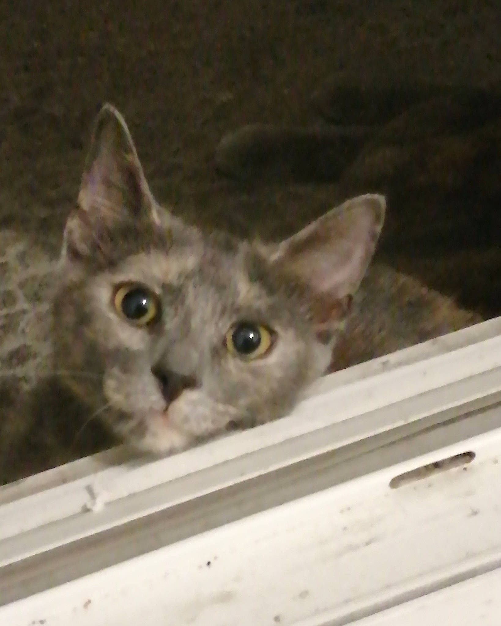 Ruby participe au concours pour gagner de l'argent avec cette photo : aegean_cat, asian, carnivore, cat, domestic_short_haired_cat, ear, eye, fawn, felidae, german_rex, kitten, korat, mammal, ojos_azules, oriental_shorthair, singapura, small_to_medium_sized_cats, snout, vertebrate, whiskers