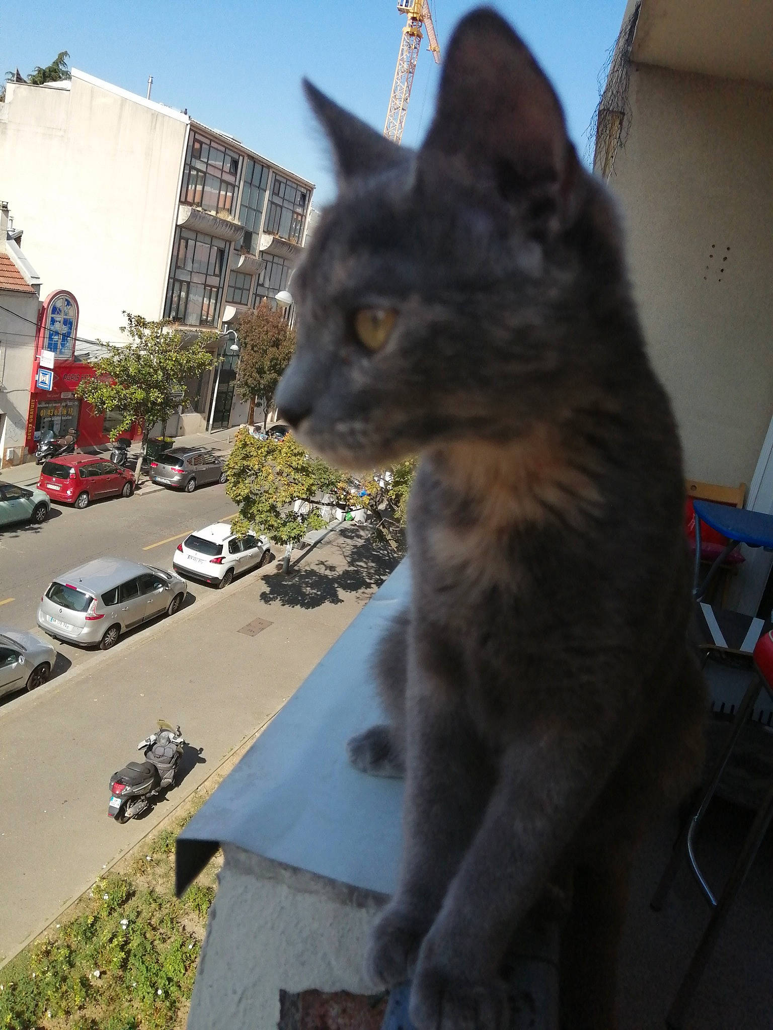 Ruby a rejoint le concours — aidez-le/la à gagner de superbes lots ! carnivore, cat, domestic_short_haired_cat, european_shorthair, felidae, german_rex, russian_blue, small_to_medium_sized_cats, whiskers