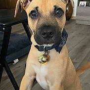 Champ is registered to the contest to win money with this photo: puppy, dog, indoor, floor, collar, bow_tie, pet, animal, curious, brown, ears, young, cute, table, wooden_floor, furniture, houseplant, vase, photography, portrait