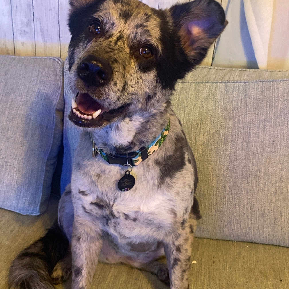 Nala is registered to the contest to win money with this photo: animal, canine, collar, companion, couch, cute, dog, domestic_animal, ears, friendly, fur, happy, indoor, pet, portrait, relaxed, sitting, smiling, speckled, wooden_wall