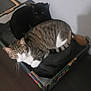 animal, black_cat, cardboard_box, cat, companions, cozy, domestic, ears, feline, floor, fur, household, indoor, pets, relaxed, resting, tabby_cat, two_cats, wall, whiskers