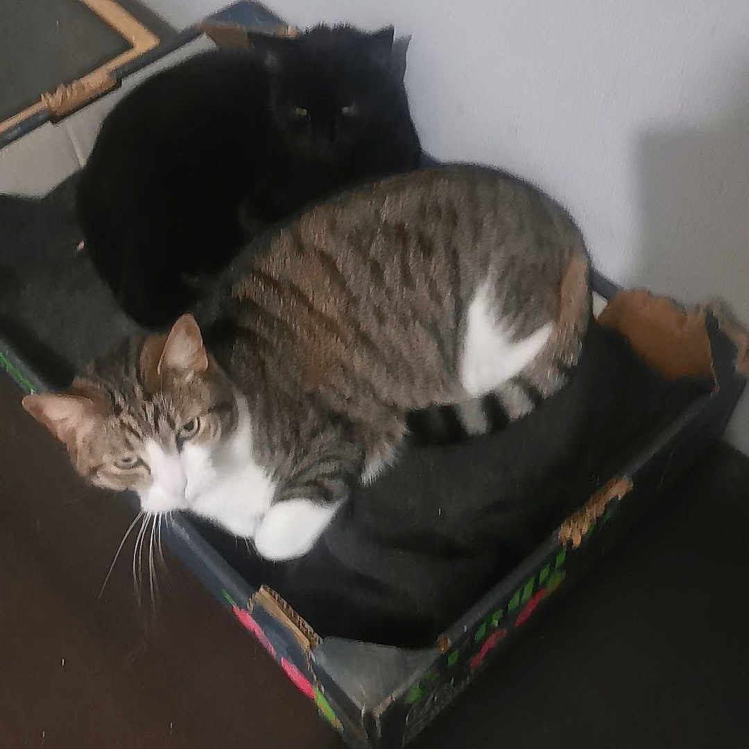 Tigrou Est Dolores a rejoint le concours — aidez-le/la à gagner de superbes lots ! animal, black_cat, cardboard_box, cat, companions, cozy, domestic, ears, feline, floor, fur, household, indoor, pets, relaxed, resting, tabby_cat, two_cats, wall, whiskers