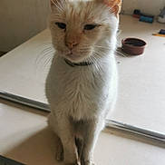 Calinou D'Amour participe au concours pour gagner de l'argent avec cette photo : cat, white_cat, indoor, table, sitting, pet, animal, feline, fur, whiskers, ears, collar, domestic_cat, floor_tiles, bowl, quiet, calm, looking_down, shadow, closeup