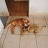 animal, animal_toy, brown_dog, companion, cozy, cute, dog, domestic, floor, home, hugging, indoor, lying_down, pet, quiet, relaxed, stuffed_animal, stuffed_lion, tile_floor, toy