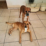Falco Est Terminator participe au concours pour gagner de l'argent avec cette photo : boots, brown_dog, companion, curious_eyes, dirty_floor, dog, dogs, furniture, glass_table, home_interior, indoor, lying_down, muzzle, pair, paws, pet, portrait, standing, tile_floor, white_wall