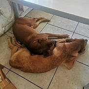 Terminator Est Falco a rejoint le concours — aidez-le/la à gagner de superbes lots ! dog, brown_dog, two_dogs, floor, tile_floor, indoor, resting, sleeping, animal, pet, cozy, companion, quiet, relaxed, close_together, domestic, fur, paw, head, ears