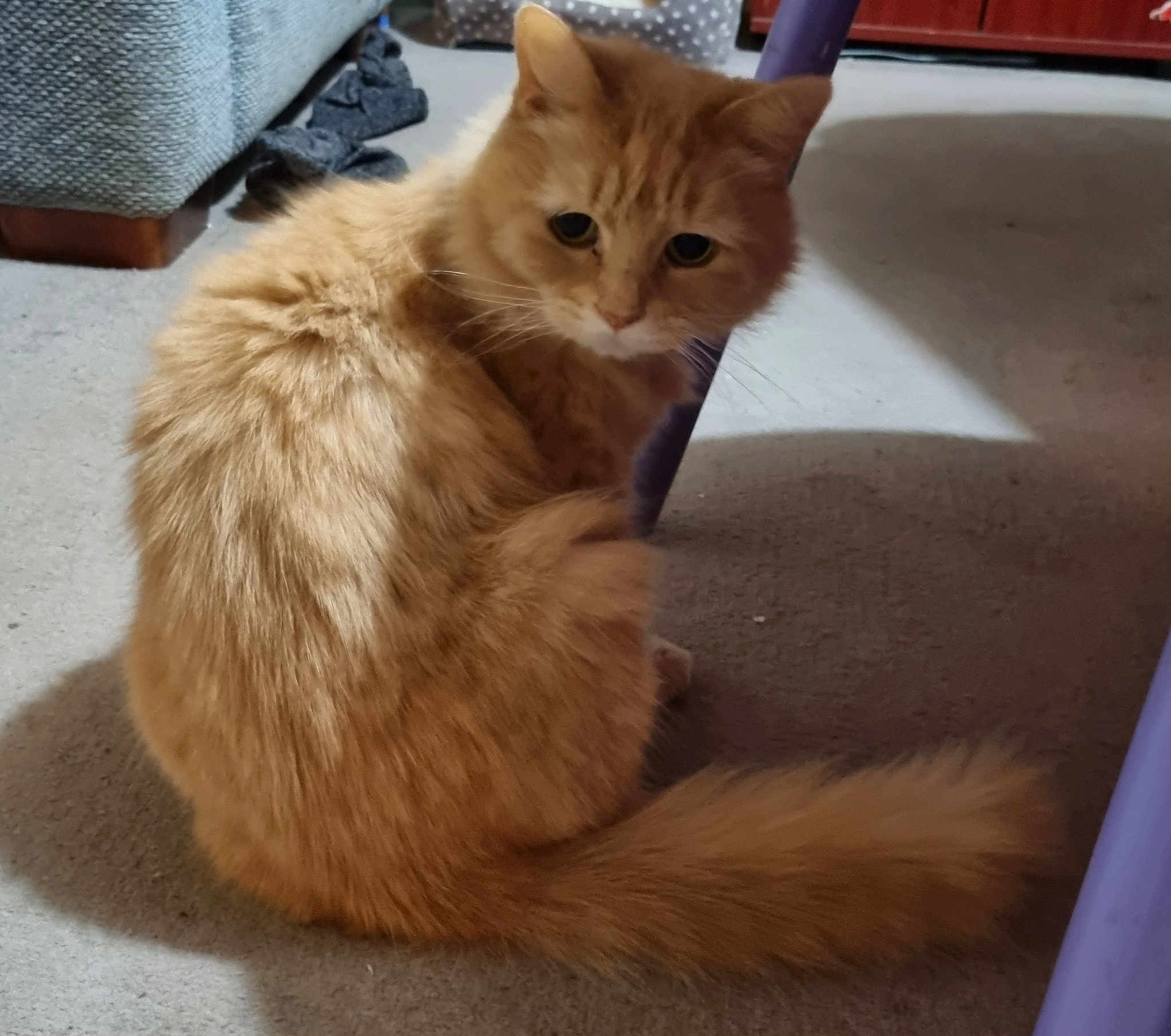 Floofy